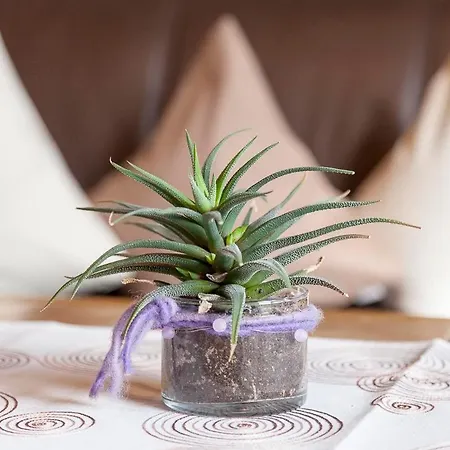 Gaestehaus Hoeck Apartmán *